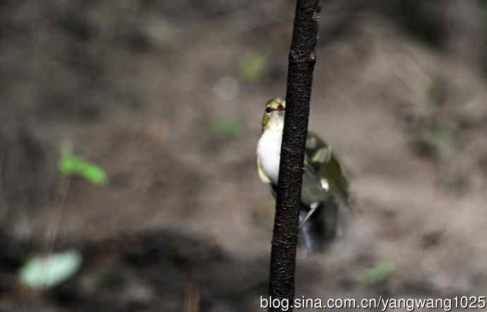 黄眉柳莺（20）