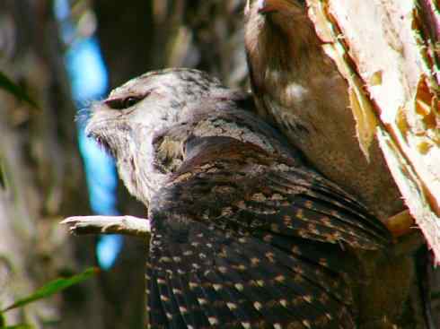 猎奇：奇特的鸟喙之十