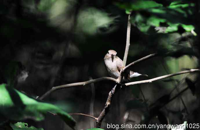 红喉姬鹟（17）