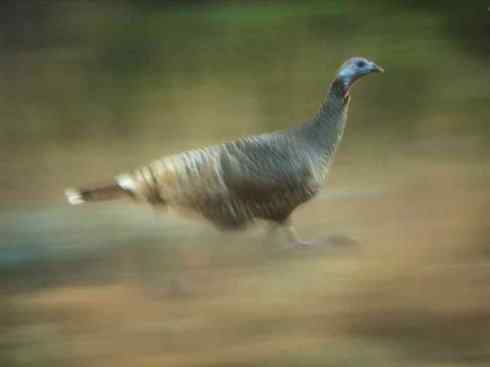 奇特的盔：眼斑吐绶鸡