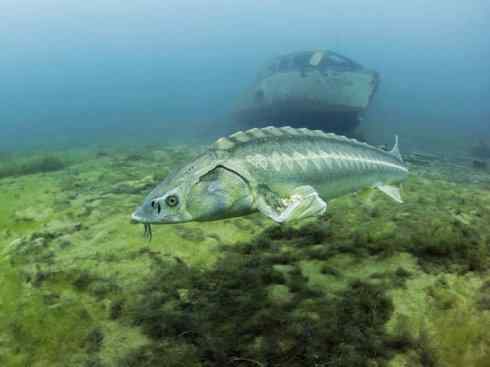 鱼类活化石：中华鲟