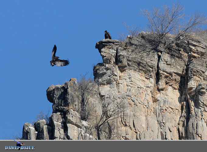 十渡秃鹫 wbr兀立山巅