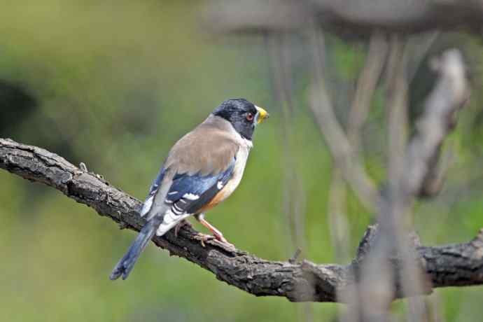雄性黑尾蜡嘴雀（3）
