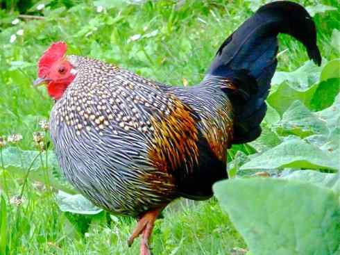 凤凰：传说的鸟原型探秘（原鸡）