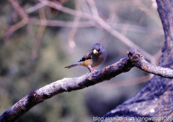 黑尾蜡嘴雀 wbr3