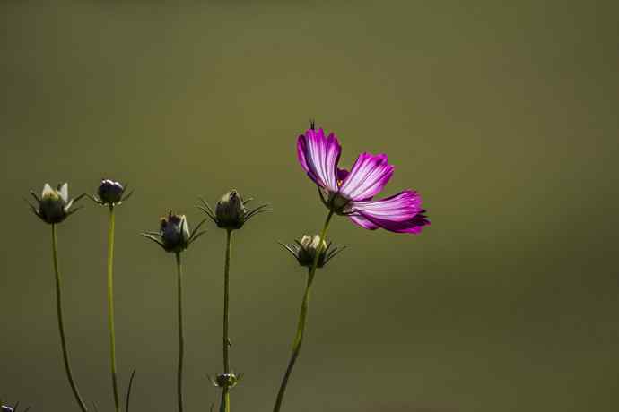 228.幸福像花儿一样美