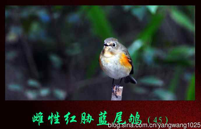 雌性红胁蓝尾鸲（45）