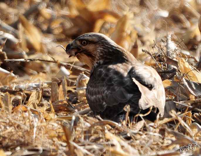 白河峡谷 wbr路 wbr大鵟吞鼠 白河峡谷 wbr路 wbr大鵟吞鼠