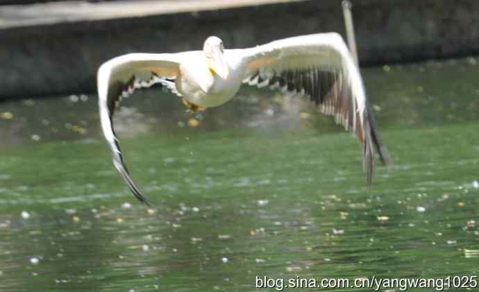 鹈鹕(抓拍) 鹈鹕(抓拍)