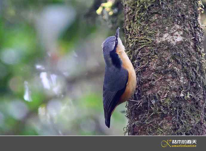 腾冲拍鸟：黄腹扇尾鹟、栗腹shi、栗臀shi
