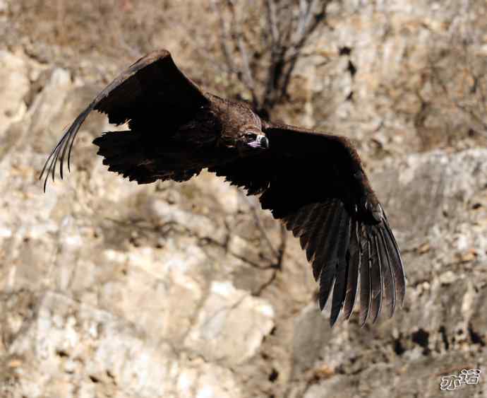 座山雕下山了鈥斺斖吼 座山雕下山了鈥斺斖吼