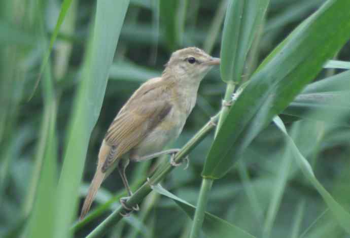 很难捕捉的苇莺 wbr2 很难捕捉的苇莺 wbr2