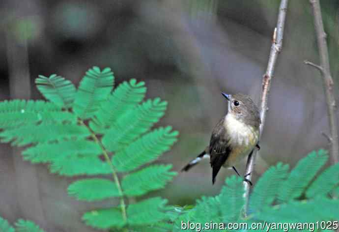 红喉姬鹟（12）