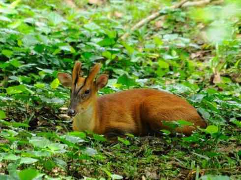 麒麟：传说的兽原型探秘（麂）