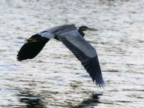 天生猎手：非猛禽类猎手之六（重量级的杀手——大型鹭鸟）