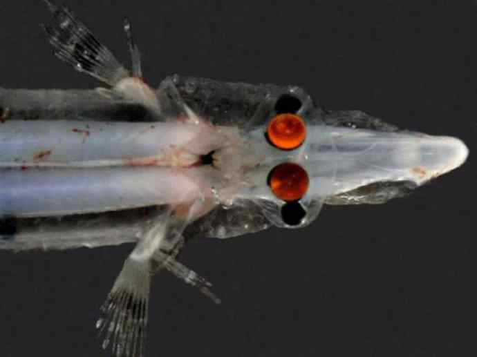 鱼类活化石：长吻银鲛