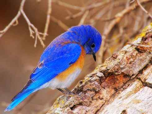 美丽无罪:雀鸟之红尾鸲 美丽无罪:雀鸟之红尾鸲