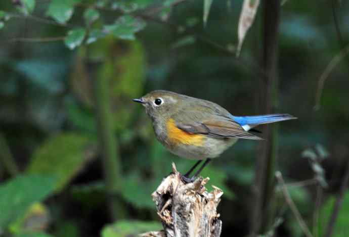雌性红胁蓝尾鸲(58) 雌性红胁蓝尾鸲(58)