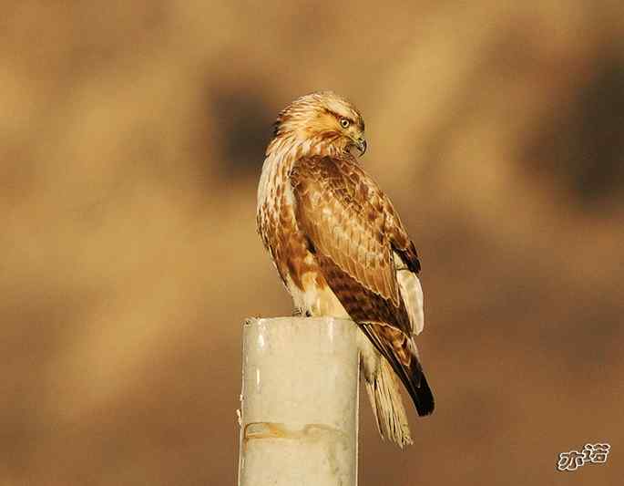 白河峡谷的鵟 白河峡谷的鵟