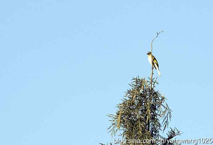 空中街舞（趣闻）