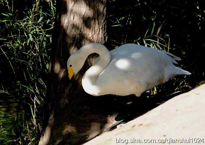 白天鹅.悠然自得(动物园)