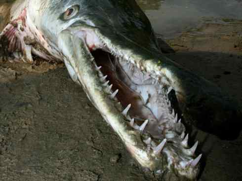 鱼类活化石：鳄雀鳝