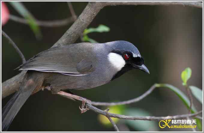 黑喉噪鹛&bull;斑姬啄木鸟【照片】