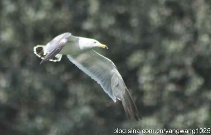 飞（夜鹭） wbr1