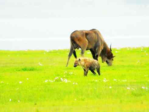 狈：传说的兽原型探秘（鬣狗）