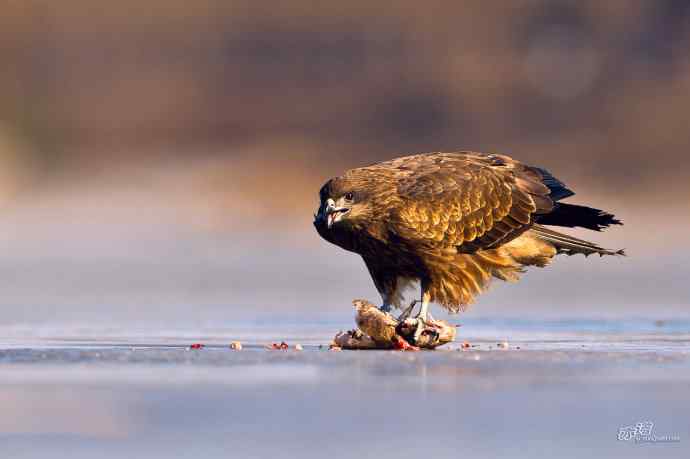 滞留在北方的黑耳鸢 滞留在北方的黑耳鸢