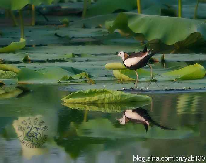 凌波仙子鈥斺斘业拿沃星槿耍ㄗ橥迹22张图片）