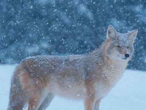 犬科:犬亚科犬属之郊狼、红狼 犬科:犬亚科犬属之郊狼、红狼