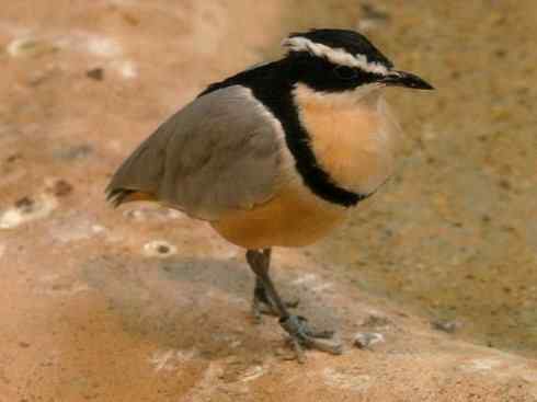 雀鸟也彪悍：与鳄共舞（埃及鸻）