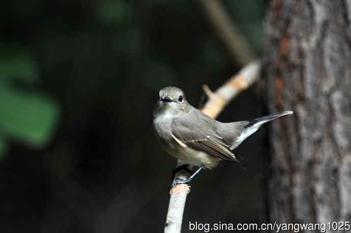 红喉姬鹟(22) 红喉姬鹟(22)