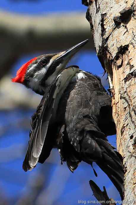 红冠啄木鸟（2）
