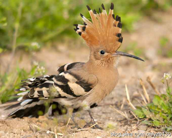 华阴戴胜弄风姿（组图）