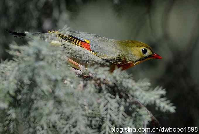 相思趣拍 贺三八国际妇女节