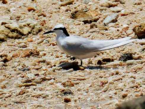 自然奇观：动物大迁徙(燕鸥类)