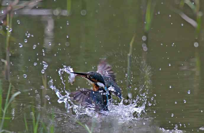 219.可爱小翠---出水图