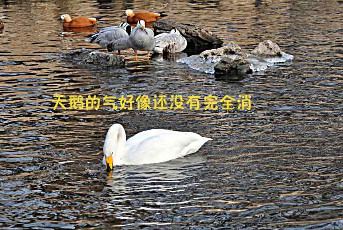 天鹅的愤怒与可怜的绿头鸭（纪实）