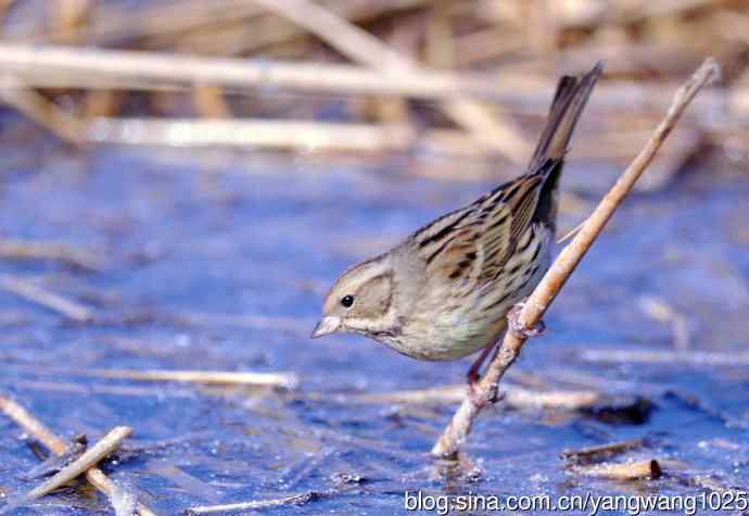 雌性灰头鹀（5）