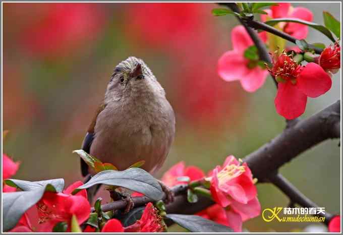 海棠花间的鈥溊冻嵯ｐ题潯菊掌