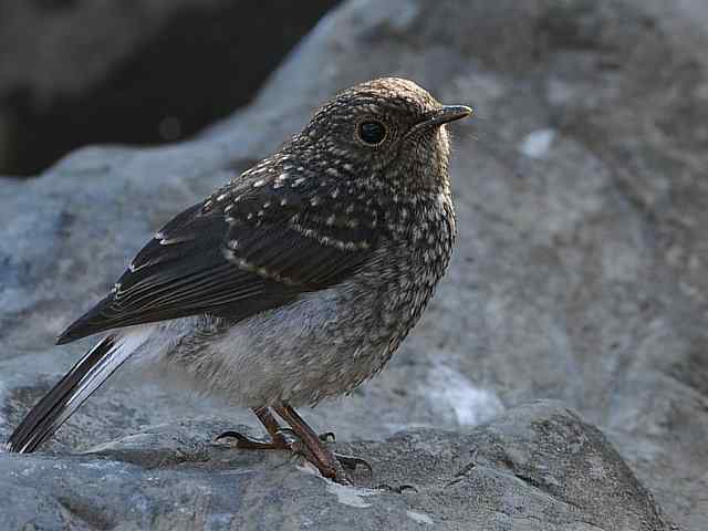 十渡有鸟初长成 wbr. wbr养在溪边人尽识