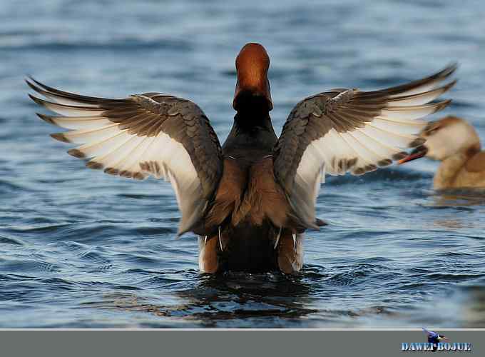 赤嘴潜鸭：冬天の靓色