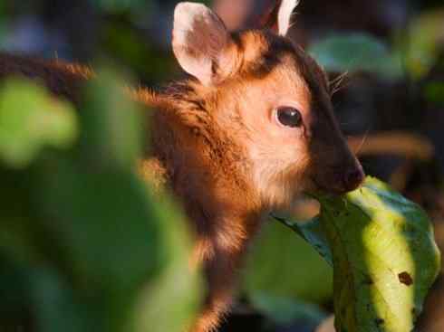 麒麟：传说的兽原型探秘（麂）