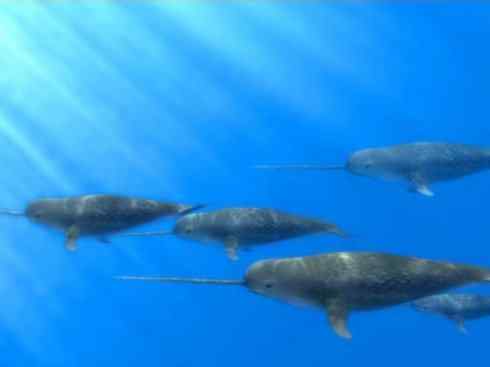 独角兽：传说的兽原型探秘（独角鲸）