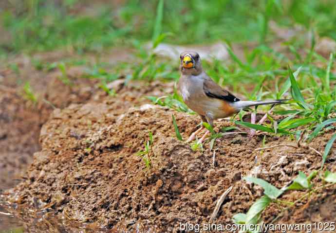 蜡嘴雀(2) 蜡嘴雀(2)