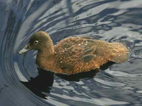 雁鸭之最之五（雪雁、坎贝尔岛鸭）