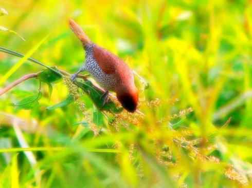 家禽驯化之源之十七