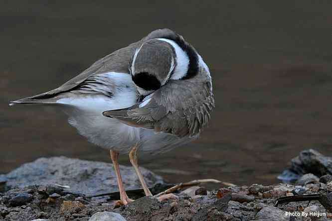 鸟为悦己者容(长嘴剑鸻梳妆)
